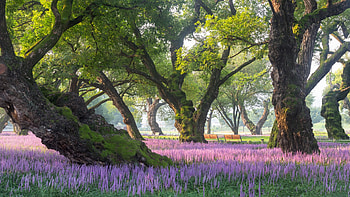 Park in spring, landscape, trees, flowers, blossoms HD wallpaper