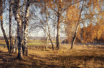 Fall, sky, nature, tree HD wallpaper