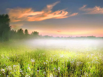 Field in the mist, mist, field, green, clouds, trees, flowers HD wallpaper