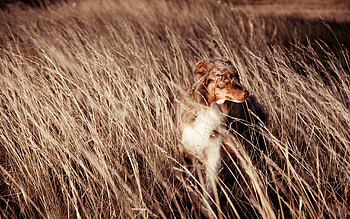 Animals, Dog, Field, Friend, Wind HD wallpaper