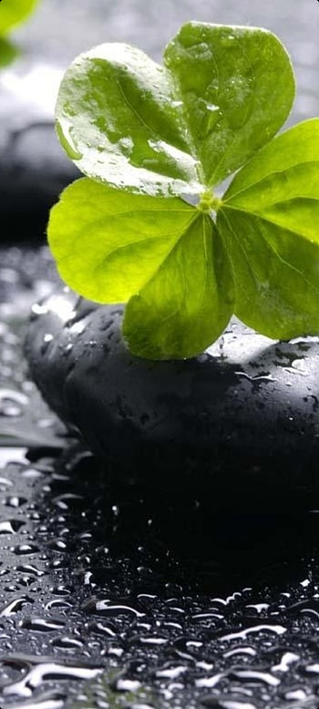 Zen, green, petal, liquid, pettal, stones HD phone wallpaper