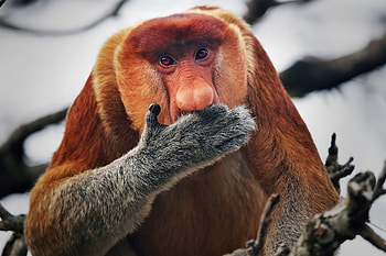 Adorable Monkey Faces, Proboscis Monkey, Rainforest Dwellers, Unique Noses HD wallpaper
