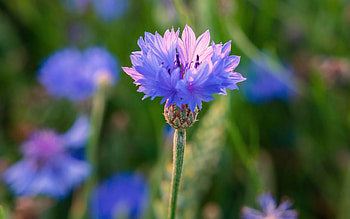 Cornflower, blue, Latvia, Macro HD wallpaper