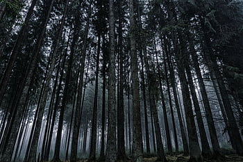 Explore the serene beauty of a misty coniferous forest during dawn, capturing nature's tranquility. HD wallpaper