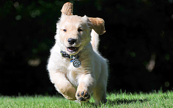 Animals, Puppy, Run, Run Away, Collar, Wind HD wallpaper