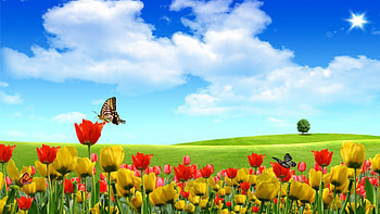 Flower Field, blue, animal, black, peaceful, livingdoll, butterfly, flower, sun, insect, cloud, white, color, grass, colour, tree, pink, plant, field, green, yellow, red, nature, sky, peace HD wallpaper