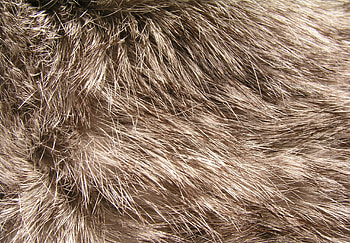 Texture, blana, bunny, fur, brown, iepuras, rabbit HD wallpaper