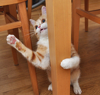 Funny cat, hide and seek, smile, funny, humor, play HD wallpaper