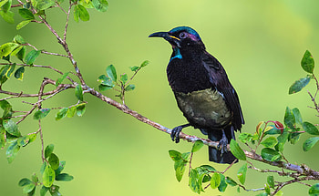 Bird, one, pasari, green, black HD wallpaper