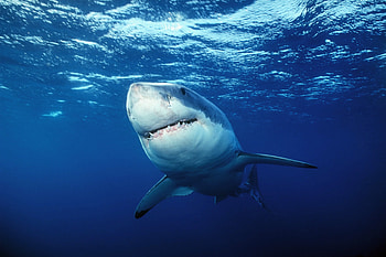 graphy of great, Shark underwater , White shark underwater, Great white HD wallpaper