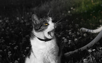 Animals, Cat, Muzzle, Bw, Chb, Scream, Cry HD wallpaper