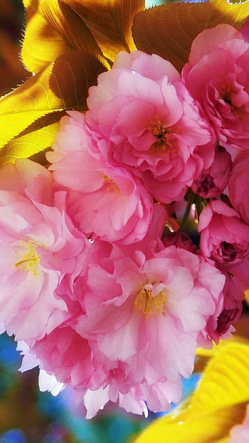 Flower, Beautiful, Spring Flowers HD phone wallpaper
