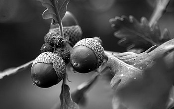 Monochrome, Acorns HD wallpaper