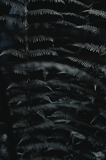 Leaves, Plant, Macro, Fern, Carved, Branch HD phone wallpaper