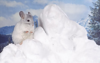 a little white mouse, winter, mouse, snow, tree HD wallpaper