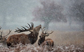Animals, Grass, Deers, Couple, Pair HD wallpaper