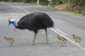 Rare Southern cassowary, Indigenous to Australia, Big and powerful HD wallpaper