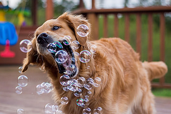 Animals, Bubbles, Dog, Playful, Bubble HD wallpaper