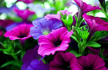 Flowers, Lilac, Pink, Bright, Close-Up, Calichobria, Calihobroya HD wallpaper