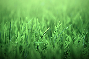 Grass, Macro, Light, Field, Light Coloured, Lawn HD wallpaper