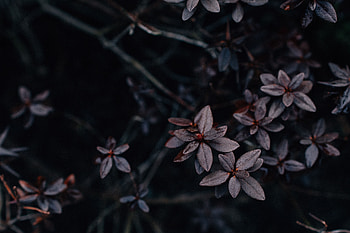 Leaves, Plant, Macro, Dark, Vegetation HD wallpaper