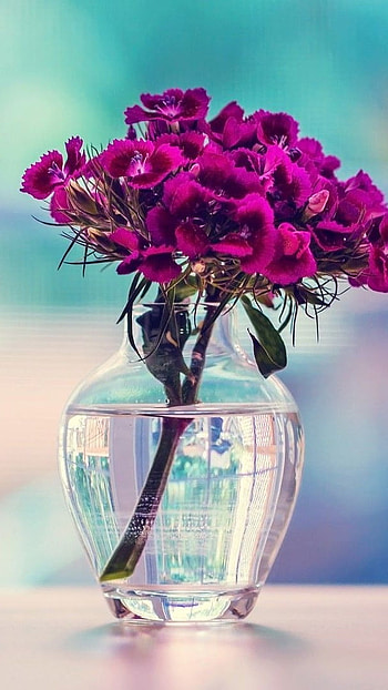 Nice, Glass, Flower Pot, flower, pot HD phone wallpaper