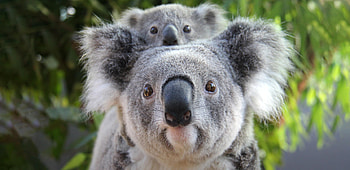 Taronga, Koalas HD wallpaper
