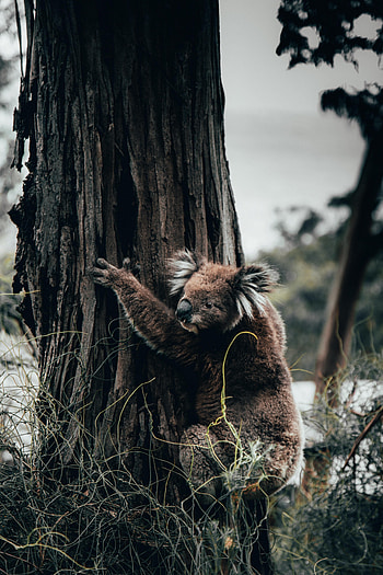 Animals, Grass, Wood, Tree, Animal, Koala HD phone wallpaper