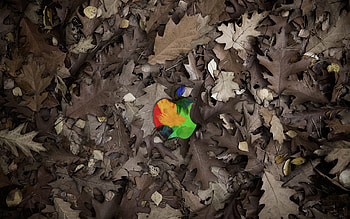 Brands, Background, Logos, Apple, Leaves HD wallpaper