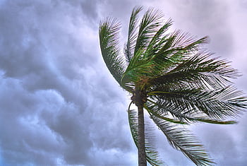 A palm tree sways in the wind against a dramatic, cloudy sky in Thailand. HD wallpaper