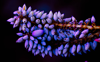 Flower, black, nature, graphy HD wallpaper