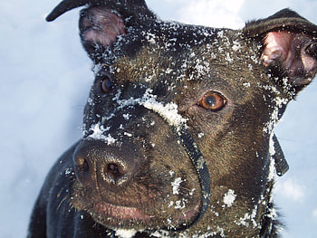 Snow Play, winter, dog, black labrador, black lab, pit bull, snow HD wallpaper