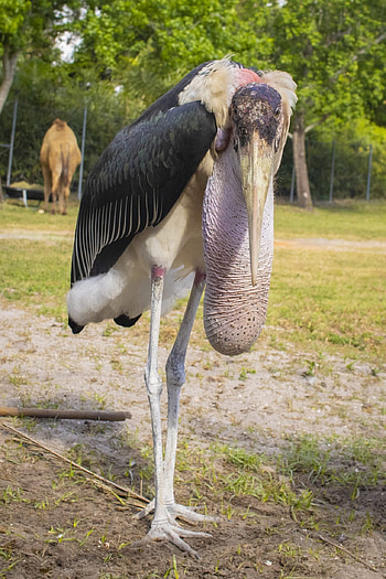 Marabou stork, Stunning bird, Bird graphy, Unique plumage HD phone wallpaper