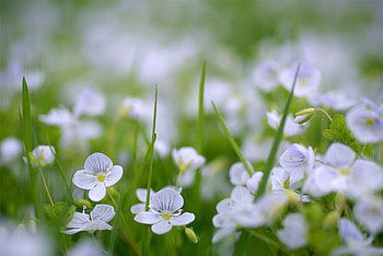 Flowers, Summer, Greens, Polyana, Glade, Small HD wallpaper