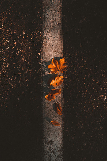 Autumn, Leaves, Miscellanea, Miscellaneous, Asphalt, Maple HD phone wallpaper
