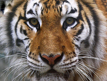 Mighty Tiger, cat, big, tiger, strong HD wallpaper