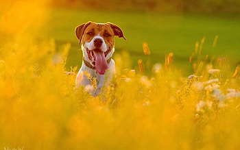 Animals, Flowers, Grass, Dog, Muzzle, Field, Protruding Tongue, Tongue Stuck Out, Run Away, Run HD wallpaper