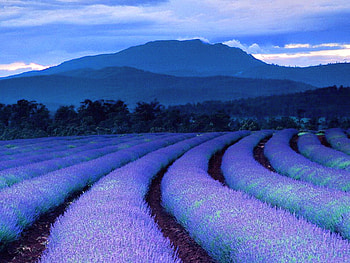 Lavender evening, rows, field, lavender, mountains, evening HD wallpaper