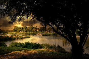 HUGE POND TREE, dawn, artistic ghraphy, huge, tree, pond HD wallpaper