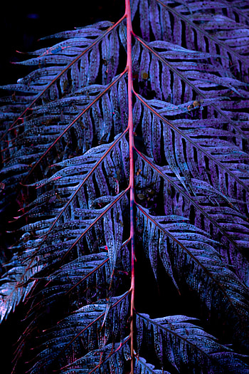 Leaves, Violet, Macro, Carved, Branch, Purple HD phone wallpaper