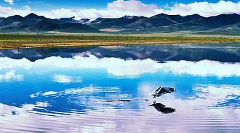 bird fishing on a lake in tibet, mountains, bird, reflection, lake HD wallpaper