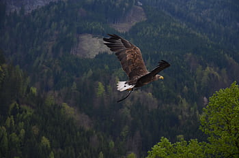 A captivating shot of a bald eagle flying over a dense forest with lush greenery. HD wallpaper