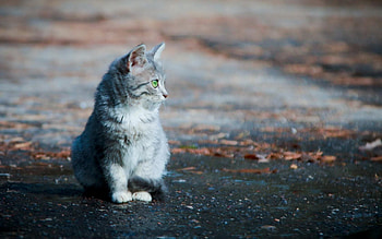 Animals, Sit, Fluffy, Kitty, Kitten, Muzzle HD wallpaper