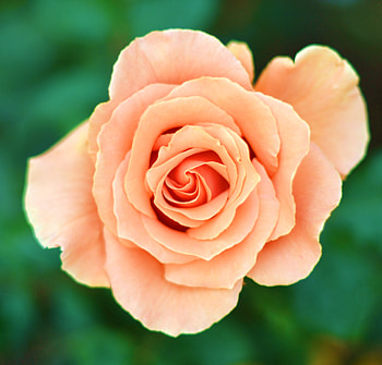 ROSE, COLOR, PETALS, LEAVES, NATURE HD wallpaper