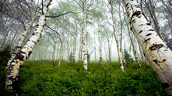 Birch Tree, Nature, Forest HD wallpaper