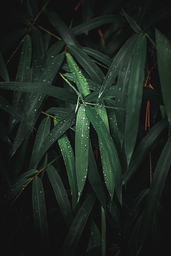 Leaves, Drops, Plant, Macro, Wet HD phone wallpaper