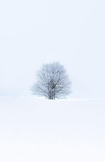 Winter, Nature, Snow, Wood, Tree, Minimalism HD phone wallpaper