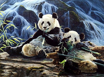 New Hope, artwork, bears, pandas, painting HD wallpaper