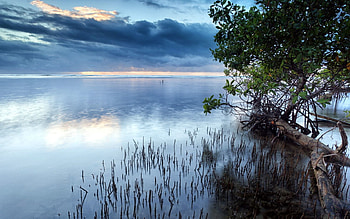 Nature, Trees, Grass, Sea, Clouds, Bush, Water Surface HD wallpaper