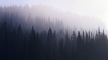 Foggy Forest - afari HD wallpaper